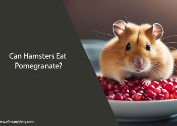 Can Hamsters Eat Pomegranate