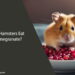 Can Hamsters Eat Pomegranate