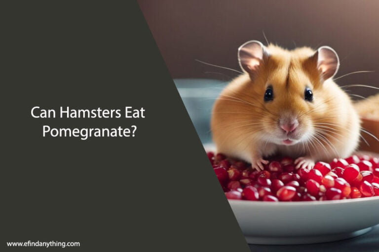 Can Hamsters Eat Pomegranate