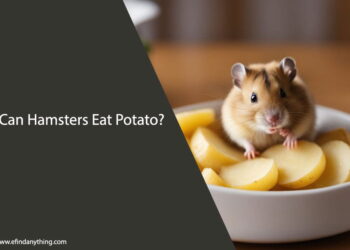 Can Hamsters Eat Potato