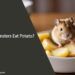 Can Hamsters Eat Potato