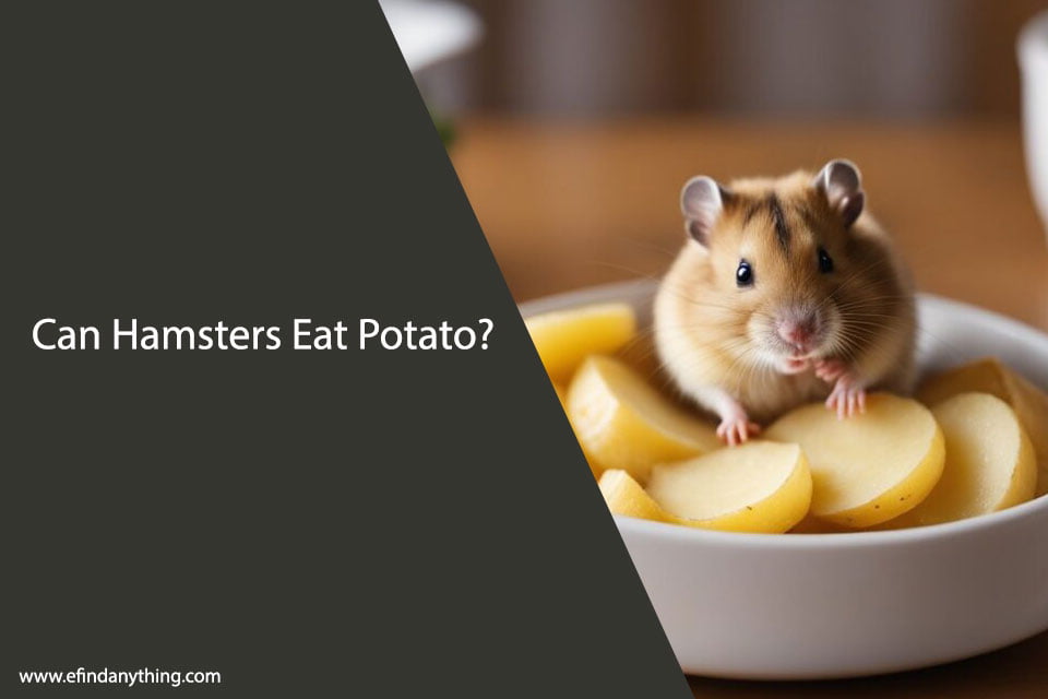 Can Hamsters Eat Potato
