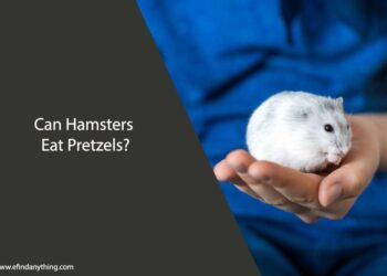 Can Hamsters Eat Pretzels