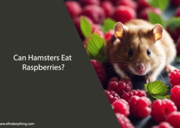 Can Hamsters Eat Raspberries