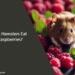 Can Hamsters Eat Raspberries