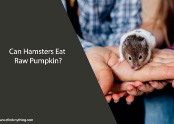 Can Hamsters Eat Raw Pumpkin