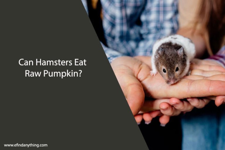 Can Hamsters Eat Raw Pumpkin