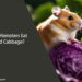 Can Hamsters Eat Red Cabbage