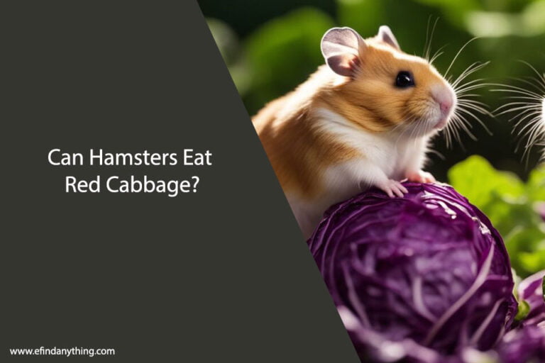 Can Hamsters Eat Red Cabbage