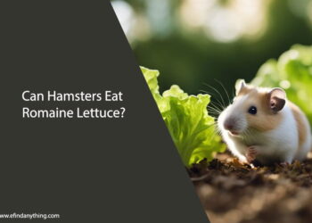 Can Hamsters Eat Romaine Lettuce