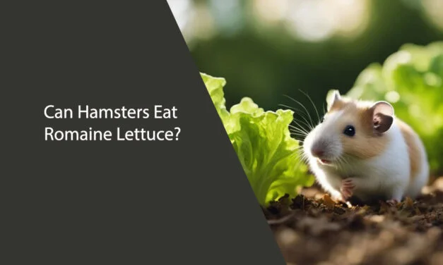 Can Hamsters Eat Romaine Lettuce?