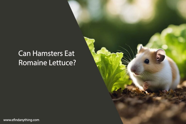Can Hamsters Eat Romaine Lettuce