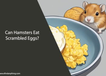 Can Hamsters Eat Scrambled Eggs