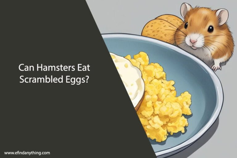 Can Hamsters Eat Scrambled Eggs