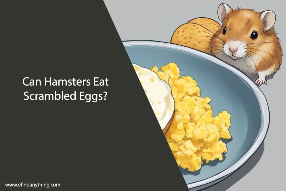 Can Hamsters Eat Scrambled Eggs?
