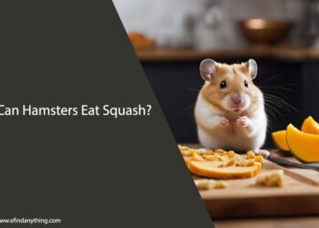 Can Hamsters Eat Squash