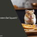 Can Hamsters Eat Squash