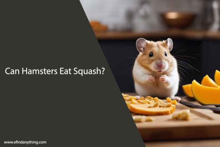 Can Hamsters Eat Squash
