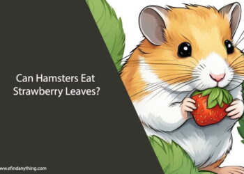 Can Hamsters Eat Strawberry Leaves