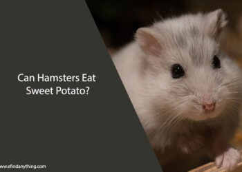 Can Hamsters Eat Sweet Potato