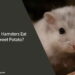 Can Hamsters Eat Sweet Potato