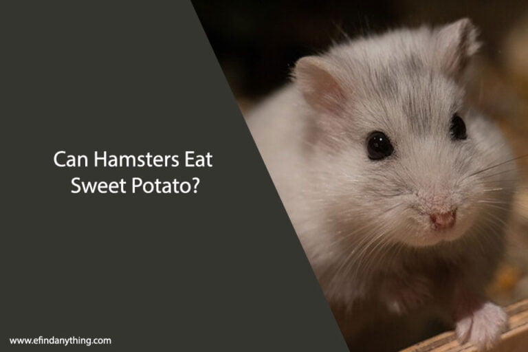 Can Hamsters Eat Sweet Potato