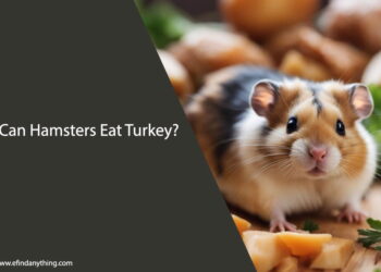 Can Hamsters Eat Turkey