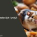 Can Hamsters Eat Turkey