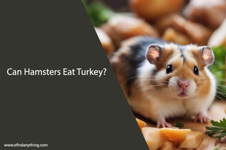 Can Hamsters Eat Turkey