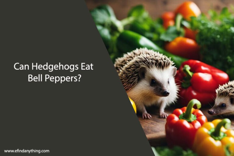 Can Hedgehogs Eat Bell Peppers