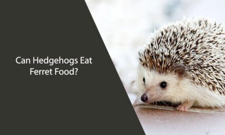 Can Hedgehogs Eat Ferret Food?