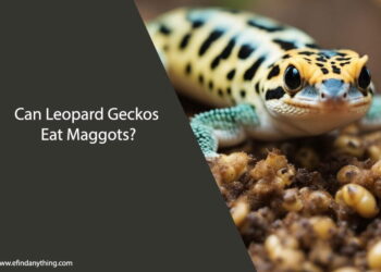 Can Leopard Geckos Eat Maggots