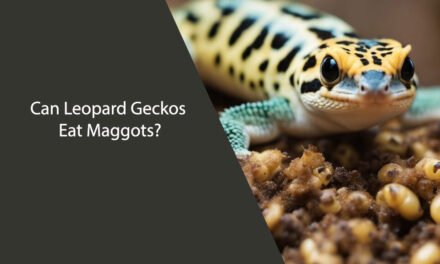 Can Leopard Geckos Eat Maggots?