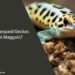 Can Leopard Geckos Eat Maggots