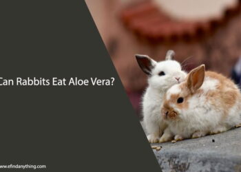 Can Rabbits Eat Aloe Vera