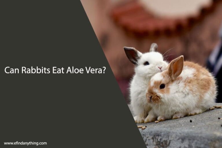 Can Rabbits Eat Aloe Vera