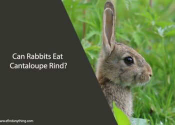 Can Rabbits Eat Cantaloupe Rind