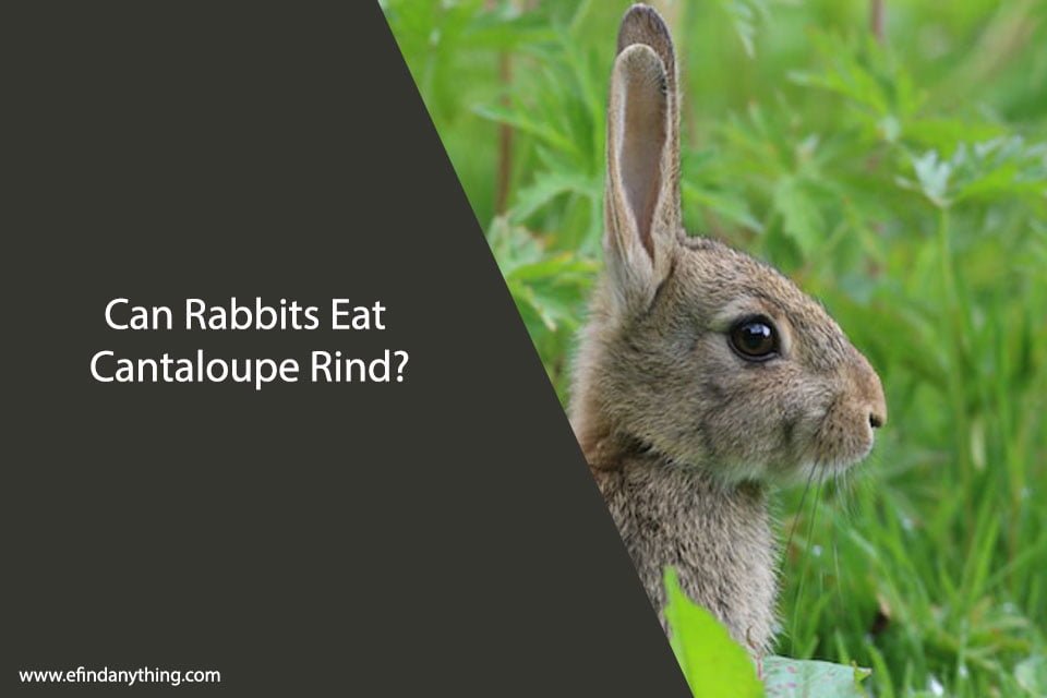 Can Rabbits Eat Cantaloupe Rind? A Comprehensive Guide