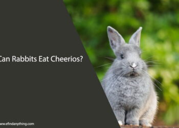 Can Rabbits Eat Cheerios