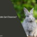 Can Rabbits Eat Cheerios