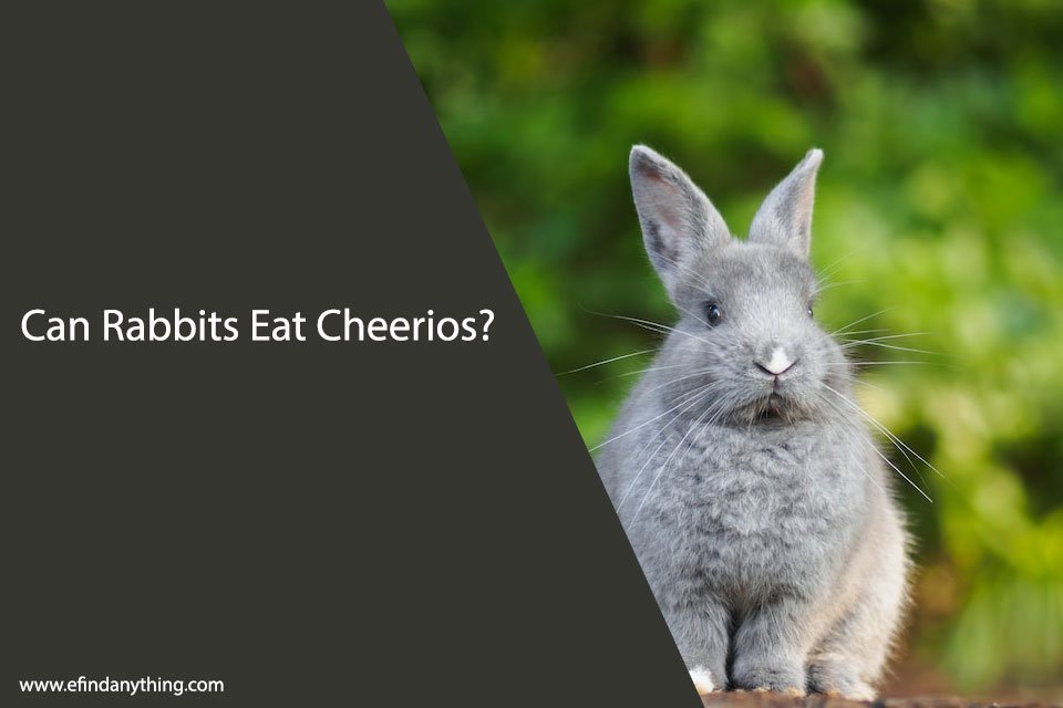 Can Rabbits Eat Cheerios?