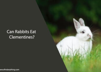 Can Rabbits Eat Clementines