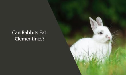 Can Rabbits Eat Clementines?