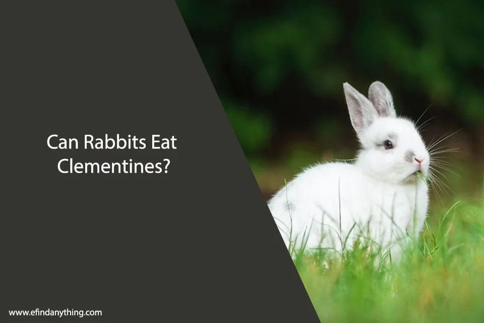 Can Rabbits Eat Clementines