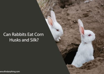 Can Rabbits Eat Corn Husks and Silk