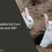 Can Rabbits Eat Corn Husks and Silk