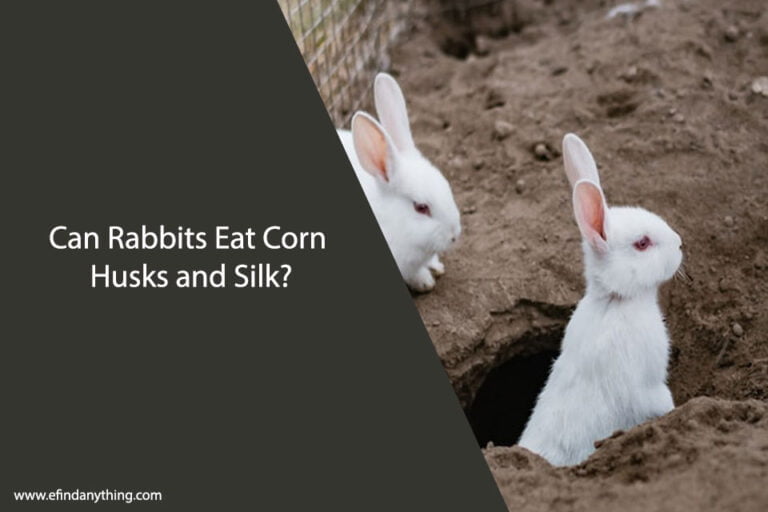 Can Rabbits Eat Corn Husks and Silk