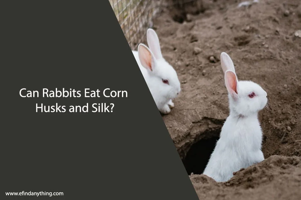 Can Rabbits Eat Corn Husks and Silk