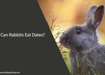 Can Rabbits Eat Dates