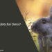 Can Rabbits Eat Dates